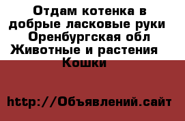 Отдам котенка в добрые ласковые руки - Оренбургская обл. Животные и растения » Кошки   